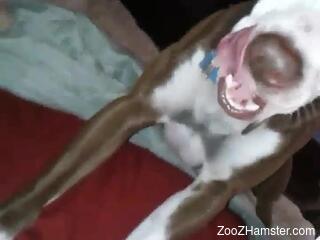 Naked slut with hairy pussy lets dog lick her until orgasm