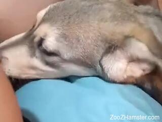 Dog licks woman's hairy pussy and causes her a huge orgasm