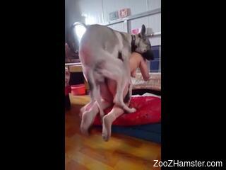 Dog fucks naked babe on camera and comes inside her
