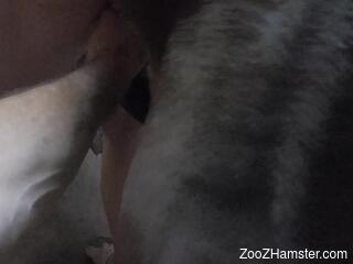 Aroused woman tries horse cock on camera in dirty rounds