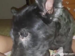 Dog licks woman's wet cunt during her masturbation solo