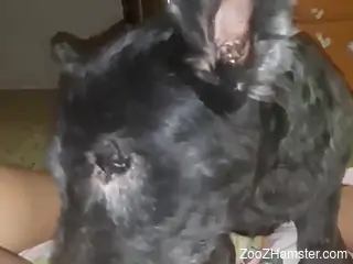Dog licks woman's wet cunt during her masturbation solo