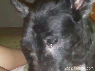 Dog licks woman's wet cunt during her masturbation solo