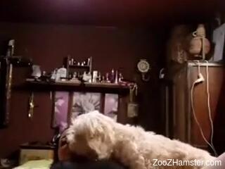 Small dog licks MILF's wet pussy in a serious solo cam show