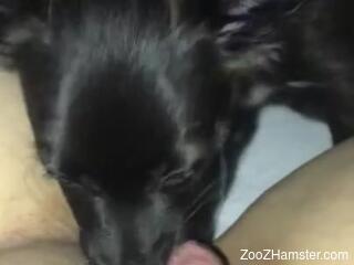 Dog licks woman's big pussy until she comes like never before