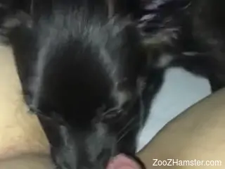 Dog licks woman's big pussy until she comes like never before