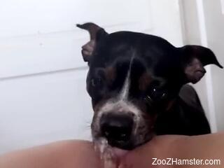 Small puppy licks woman's wet pussy during home masturbation