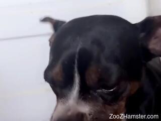 Small puppy licks woman's wet pussy during home masturbation