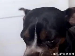 Small puppy licks woman's wet pussy during home masturbation