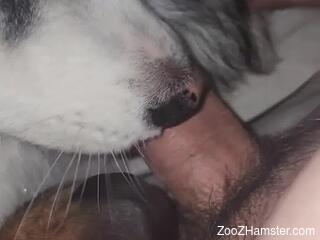 Naked man lets curious dog engulf his big dick in sexy scenes