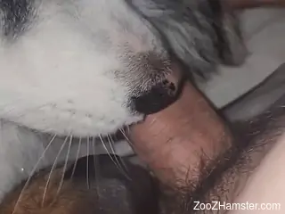 Naked man lets curious dog engulf his big dick in sexy scenes