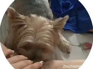 Dashing woman masturbates while the small dog licks her holes