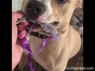 Dog pleases horny woman by licking her pussy and fucking her ass