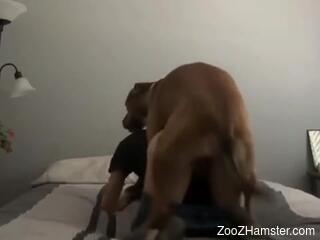Dashing woman screams with the dog fucking her tat hard