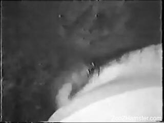 Amateur woman filmed in homemade scenes when the dog fucks her