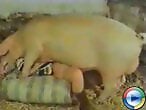 VideozzzSite