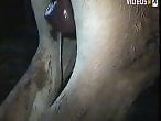 Animal Porn Videos