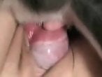 Animal porno Tube