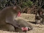 Zoo Zoo Sex Porn