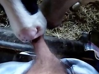 Zoo porn and zoo sex video