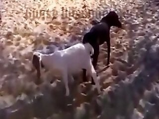 Dog Sex