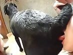 ZOO Porn and bestiality tube
