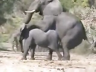 Zoo porn and zoo sex video