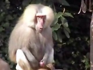 Zoo Porn