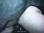 Free zoo porn tube