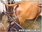 Animal Zoo Porn