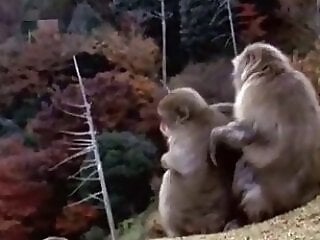 Zoo porno and bestiality