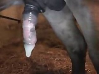 Horse Porn Tube