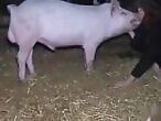 Animal Porn Zoo Videos