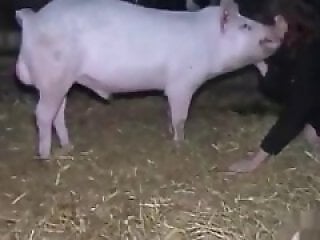 HQ Animal Porn