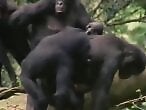Zoophilia porn and animal sex