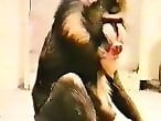 Horse Zoofilia Tube