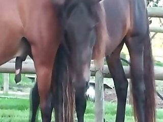 Zoo porno and bestiality