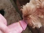 Dog Sex