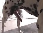 ZOO Porn and bestiality tube