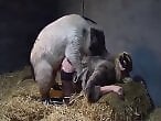 Animal porn and bestiality