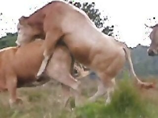 Zoo Porn