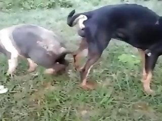 Dog Sex