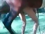 Zoophilia porn and animal sex