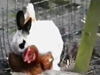 Zoo porno and bestiality