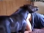 Zoo porn and zoo sex video
