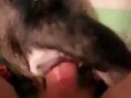 Dog Sex