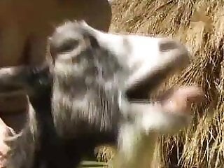Zoo Phil