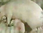 Real Zoo Sex