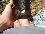 Animal porn and bestiality