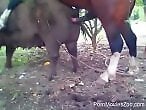 XXX bestiality zoo porn